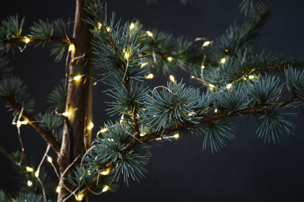 Entdecke unsere Weihnachtsangebote